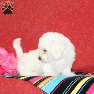 Lilac, Bichon Frise Puppy
